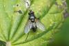 Macquartia tenebricosa